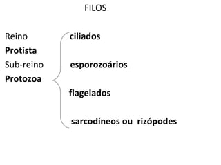 FILOS

Reino       ciliados
Protista
Sub-reino   esporozoários
Protozoa
            flagelados

            sarcodíneos ou rizópodes
 