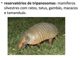 • reservatórios de tripanosomas: mamíferos
  silvestres com ratos, tatus, gambás, macacos
  e tamanduás.
 