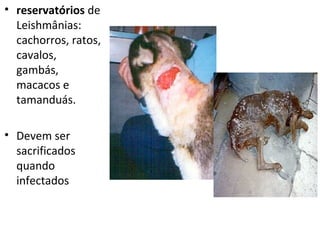 • reservatórios de
  Leishmânias:
  cachorros, ratos,
  cavalos,
  gambás,
  macacos e
  tamanduás.

• Devem ser
  sacrificados
  quando
  infectados
 