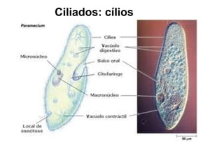 Ciliados: cílios
 