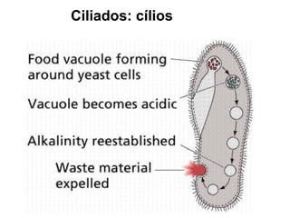 Ciliados: cílios
 