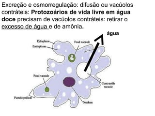 Excreção e osmorregulação: difusão ou vacúolos
contráteis: Protozoários de vida livre em água
doce precisam de vacúolos contráteis: retirar o
excesso de água e de amônia.
                                     água
 