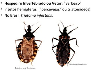 • Hospediro Invertebrado ou Vetor: “Barbeiro”
• insetos hemípteros (“percevejos” ou triatomídeos)
• No Brasil:Triatoma infestans.
 