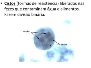 • Cistos (formas de resistência) liberados nas
  fezes que contaminam água e alimentos.
  Fazem divisão binária.
 