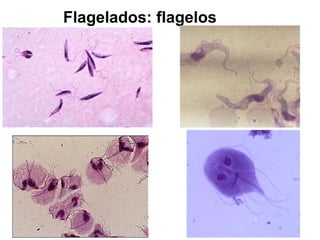 Flagelados: flagelos
 