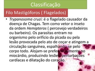 Classificação
• Trypanosoma cruzi: é o flagelado causador da
doença de Chagas. Tem como vetor o inseto
da ordem Hemipteros ( percevejo verdadeiros
ou barbeiro). Os parasitas entram no
organismo pelo orifício da picada ou pela
lesão provocada pelo ato de coçar e atingem a
circulação sanguínea, espalhando-se pelo
corpo todo. Alojam-se preferencialmente no
miocárdio, produzindo lesões, perturbações
cardíacas e dilatação do coração.
Filo Mastigóforos ( Flagelados)
 