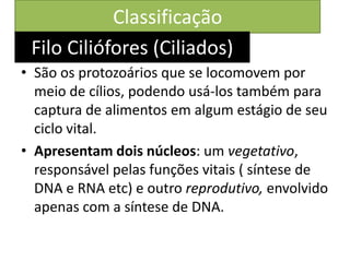 Classificação
• São os protozoários que se locomovem por
meio de cílios, podendo usá-los também para
captura de alimentos em algum estágio de seu
ciclo vital.
• Apresentam dois núcleos: um vegetativo,
responsável pelas funções vitais ( síntese de
DNA e RNA etc) e outro reprodutivo, envolvido
apenas com a síntese de DNA.
Filo Ciliófores (Ciliados)
 