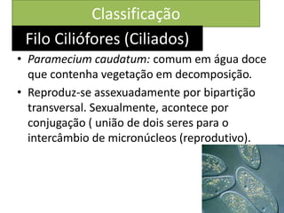 Classificação
• Paramecium caudatum: comum em água doce
que contenha vegetação em decomposição.
• Reproduz-se assexuadamente por bipartição
transversal. Sexualmente, acontece por
conjugação ( união de dois seres para o
intercâmbio de micronúcleos (reprodutivo).
Filo Ciliófores (Ciliados)
 