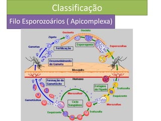 Classificação
Filo Esporozoários ( Apicomplexa)
 