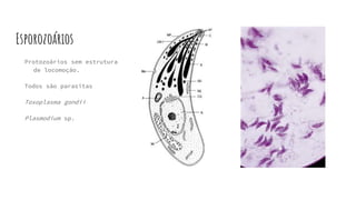 Esporozoários
Protozoários sem estrutura
de locomoção.
Todos são parasitas
Toxoplasma gondii
Plasmodium sp.
 