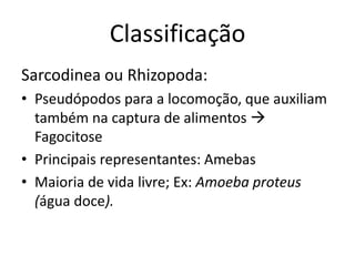 Classificação
Sarcodinea ou Rhizopoda:
• Pseudópodos para a locomoção, que auxiliam
também na captura de alimentos 
Fagocitose
• Principais representantes: Amebas
• Maioria de vida livre; Ex: Amoeba proteus
(água doce).
 