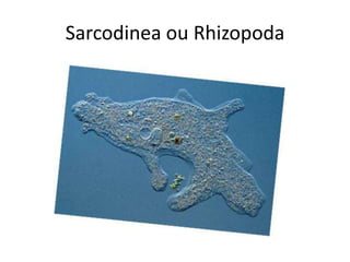 Sarcodinea ou Rhizopoda
 