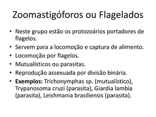 Zoomastigóforos ou Flagelados
• Neste grupo estão os protozoários portadores de
flagelos.
• Servem para a locomoção e captura de alimento.
• Locomoção por flagelos.
• Mutualísticos ou parasitas.
• Reprodução assexuada por divisão binária.
• Exemplos: Trichonymphas sp. (mutualístico),
Trypanosoma cruzi (parasita), Giardia lambia
(parasita), Leishmania brasiliensis (parasita).
 