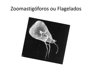 Zoomastigóforos ou Flagelados
 