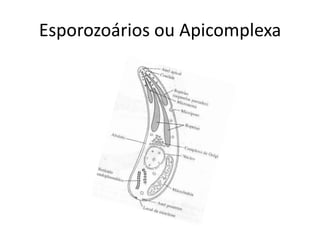 Esporozoários ou Apicomplexa
 