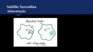 Subfilo Sarcodina
Alimentação
 