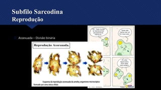 Subfilo Sarcodina
Reprodução
 Assexuada – Divisão binária
 