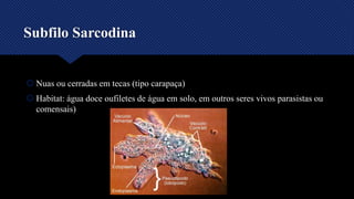  Nuas ou cerradas em tecas (tipo carapaça)
 Habitat: água doce oufiletes de água em solo, em outros seres vivos parasistas ou
comensais)
Subfilo Sarcodina
 
