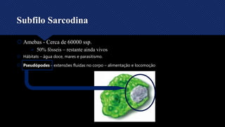 Subfilo Sarcodina
 Amebas - Cerca de 60000 ssp.
 Hábitats – água doce, mares e parasitismo.
 Pseudópodes - extensões fluidas no corpo – alimentação e locomoção
 50% fósseis – restante ainda vivos
 