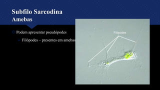 Subfilo Sarcodina
Amebas
 Podem apresentar pseudópodes
 Filópodes – presentes em amebas pequenas – pseudópodes finos
 