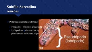 Subfilo Sarcodina
Amebas
 Podem apresentar pseudópodes
 Filópodes – presentes em amebas pequenas – pseudópodes finos
 Lobópodes - das amebas, apresentam uma forma arredondada de
ponta obtusa e são mais largos e tubulares.
 