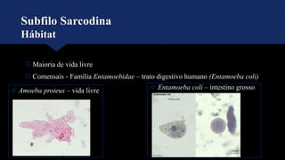 Subfilo Sarcodina
Hábitat
 Maioria de vida livre
 Comensais - Família Entamoebidae – trato digestivo humano (Entamoeba coli)
 Amoeba proteus – vida livre  Entamoeba coli – intestino grosso
 