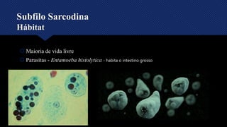 Subfilo Sarcodina
Hábitat
 Maioria de vida livre
 Parasitas - Entamoeba histolytica - habita o intestino grosso
 