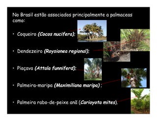 No Brasil estão associados principalmente a palmaceas
como:

• Coqueiro (Cocos nucifera);


• Dendezeiro (Roysionea regional);


• Piaçava (Attala funniferd);


• Palmeira-maripa (Maximiliana maripa) ;


• Palmeira rabo-de-peixe anã (Carioyota mites).
 
