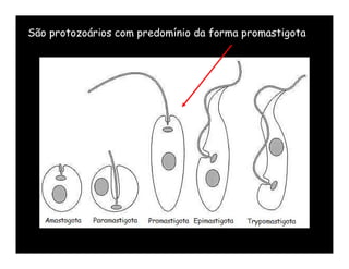 São protozoários com predomínio da forma promastigota
 