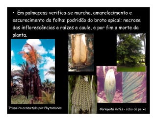 • Em palmaceas verifica-se murcha, amarelecimento e
  escurecimento da folha: podridão do broto apical; necrose
  das inflorescências e raízes e caule, e por fim a morte da
  planta.




Palmeira acometida por Phytomonas         Carioyota mites - rabo de peixe
 