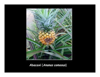 Abacaxi (Ananas comosus)
 