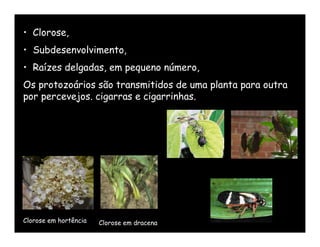• Clorose,
• Subdesenvolvimento,
• Raízes delgadas, em pequeno número,
Os protozoários são transmitidos de uma planta para outra
por percevejos. cigarras e cigarrinhas.




Clorose em hortência   Clorose em dracena
 