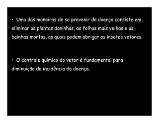 • Uma das maneiras de se prevenir da doença consiste em
eliminar as plantas daninhas, as folhas mais velhas e as
bainhas mortas, as quais podem abrigar os insetos vetores.



• O controle químico do vetor é fundamental para
diminuição da incidência da doença.
 