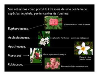 São referidos como parasitas de mais de uma centena de
espécies vegetais, pertencentes às famílias:


                                               Euphorbia milii – coroa de cristo

Euphorbiaceae,


Asclepiadaceae,                 Stephanotis floribunda - jasmim de madagascar




Apocinaceae,

                        Morus nigra amoreira negra
Moraceae,                                                         Plumeria rubra
                                                                  jasmim manga


Rubiaceae,                                  Mussaenda alicia - musendra rosa
 