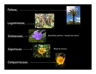 Palmae,



Leguminosae,



Solanaceae,      Brunfelsia uniflora – manacá-de-cheiro




Sapotacea              Maçã-de-macaco




Compositaceae.
 