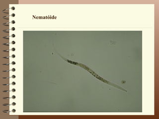 Nematóide
 