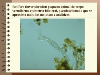 Rotífero (invertebrado): pequeno animal de corpo
vermiforme e simetria bilateral, pseudocelomado que se
aproxima mais dos moluscos e anelídeos.
 