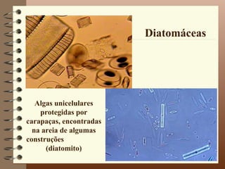 Diatomáceas




   Algas unicelulares
    protegidas por
carapaças, encontradas
  na areia de algumas
construções
      (diatomito)
 