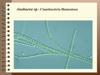 Anabaena sp : Cianobactéria filamentosa
 