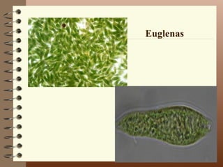 Euglenas
 