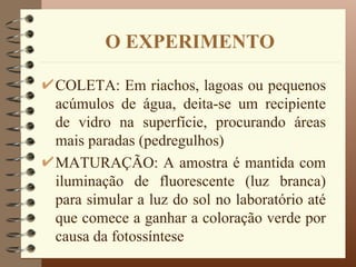 O EXPERIMENTO

COLETA: Em riachos, lagoas ou pequenos
acúmulos de água, deita-se um recipiente
de vidro na superfície, procurando áreas
mais paradas (pedregulhos)
MATURAÇÃO: A amostra é mantida com
iluminação de fluorescente (luz branca)
para simular a luz do sol no laboratório até
que comece a ganhar a coloração verde por
causa da fotossíntese
 