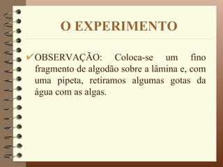 O EXPERIMENTO

OBSERVAÇÃO: Coloca-se um fino
fragmento de algodão sobre a lâmina e, com
uma pipeta, retiramos algumas gotas da
água com as algas.
 