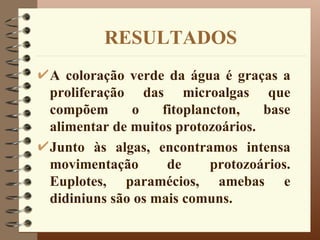 RESULTADOS
A coloração verde da água é graças a
proliferação das microalgas que
compõem      o    fitoplancton,   base
alimentar de muitos protozoários.
Junto às algas, encontramos intensa
movimentação       de     protozoários.
Euplotes, paramécios, amebas e
didiniuns são os mais comuns.
 
