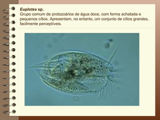 Euplotes sp.
Grupo comum de protozoários de água doce, com forma achatada e
pequenos cílios. Apresentam, no entanto, um conjunto de cílios grandes,
facilmente perceptíveis.
 