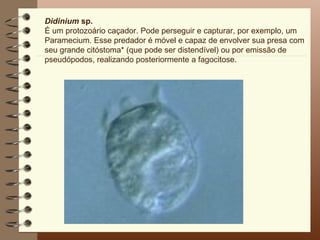 Didinium sp.
É um protozoário caçador. Pode perseguir e capturar, por exemplo, um
Paramecium. Esse predador é móvel e capaz de envolver sua presa com
seu grande citóstoma* (que pode ser distendível) ou por emissão de
pseudópodos, realizando posteriormente a fagocitose.
 