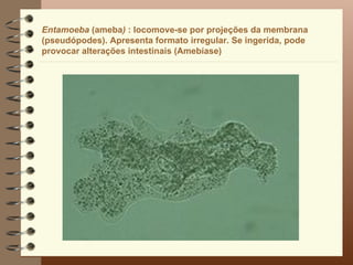 Entamoeba (ameba) : locomove-se por projeções da membrana
(pseudópodes). Apresenta formato irregular. Se ingerida, pode
provocar alterações intestinais (Amebíase)
 