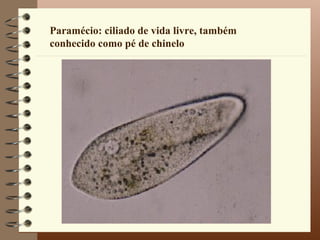 Paramécio: ciliado de vida livre, também
conhecido como pé de chinelo
 