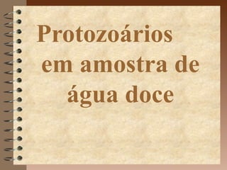 Protozoários
em amostra de
  água doce
 