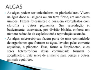  As algas podem ser unicelulares ou pluricelulares. Vivem
na água doce ou salgada ou em terra firme, em ambientes
úmidos. Fazem fotossíntese e possuem cloroplastos com
clorofila e outros pigmentos. Sua reprodução é,
basicamente, assexuada, por divisão binária, embora um
número reduzido de espécies tenha reprodução sexuada.
 As algas microscópicas fazem parte de uma comunidade
de organismos que flutuam na água, levados pelas corrente
aquáticas, o plâncton. Esse, forma o fitoplâncton, e os
seres heterotróficos dessa comunidade formam o
zooplâncton. Este serve de alimento para peixes e outros
animais aquáticos.
 