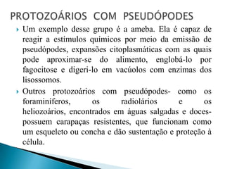  Um exemplo desse grupo é a ameba. Ela é capaz de
reagir a estímulos químicos por meio da emissão de
pseudópodes, expansões citoplasmáticas com as quais
pode aproximar-se do alimento, englobá-lo por
fagocitose e digeri-lo em vacúolos com enzimas dos
lisossomos.
 Outros protozoários com pseudópodes- como os
foraminíferos, os radiolários e os
heliozoários, encontrados em águas salgadas e doces-
possuem carapaças resistentes, que funcionam como
um esqueleto ou concha e dão sustentação e proteção à
célula.
 